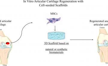 Bioimaging techniques  highlights regenerated cartilage tissue   with Adipose Derived Mesenchymal Stem Cells (ADMSCs) on 3D printed scaffolds